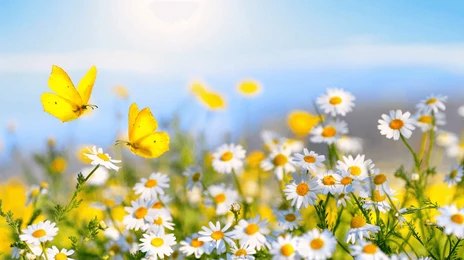 Easy Projects to Attract More Insects and Butterflies to Your Garden