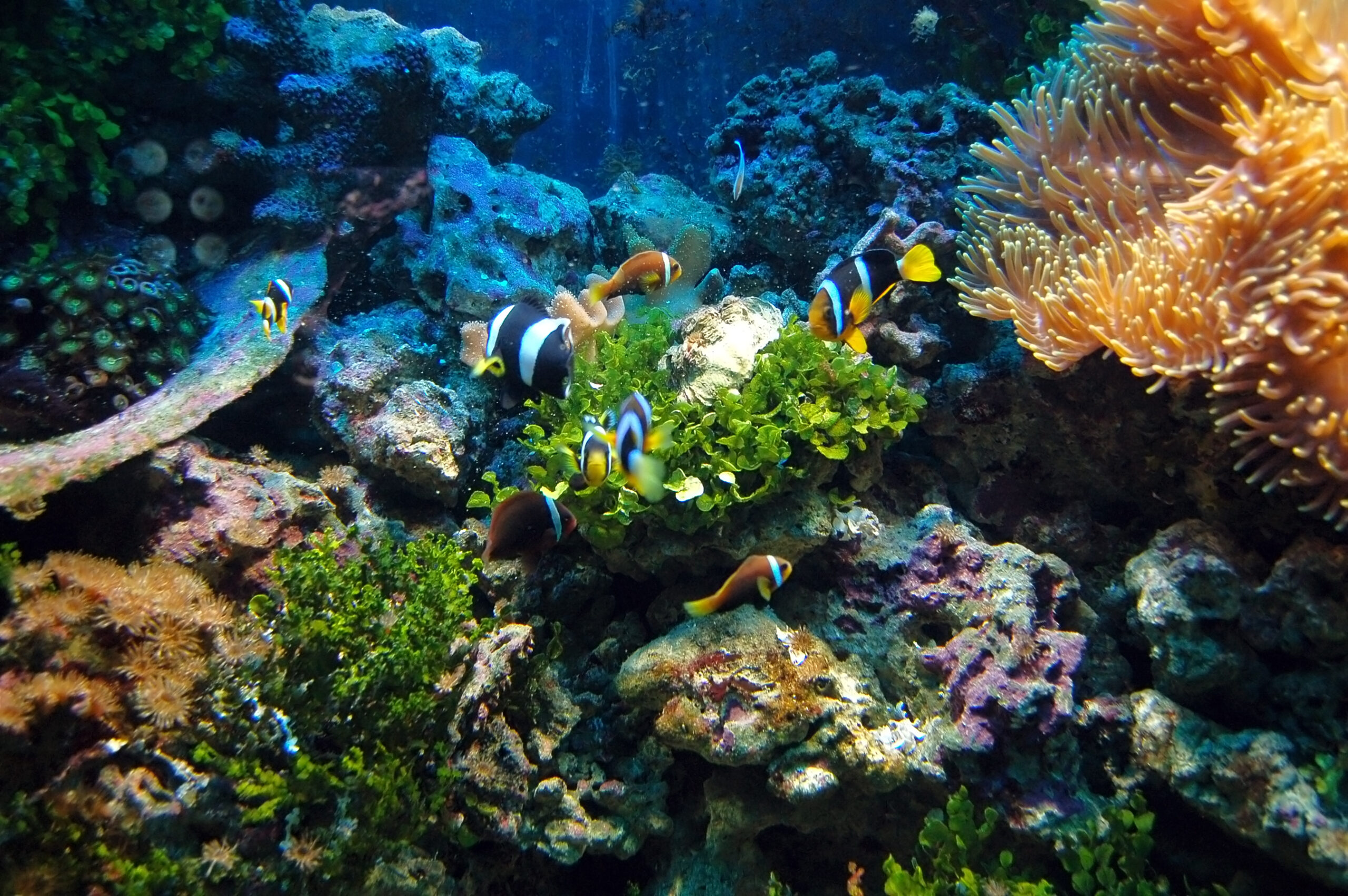 Marine Life Preservation: Stories of Coral Reefs, Sea Turtles, and the Fight for Healthy Oceans