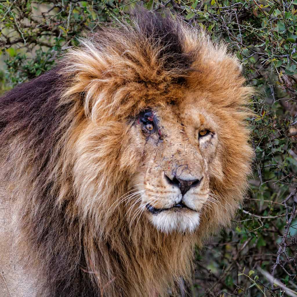 Scarface: The Legendary Lion of the Masai Mara