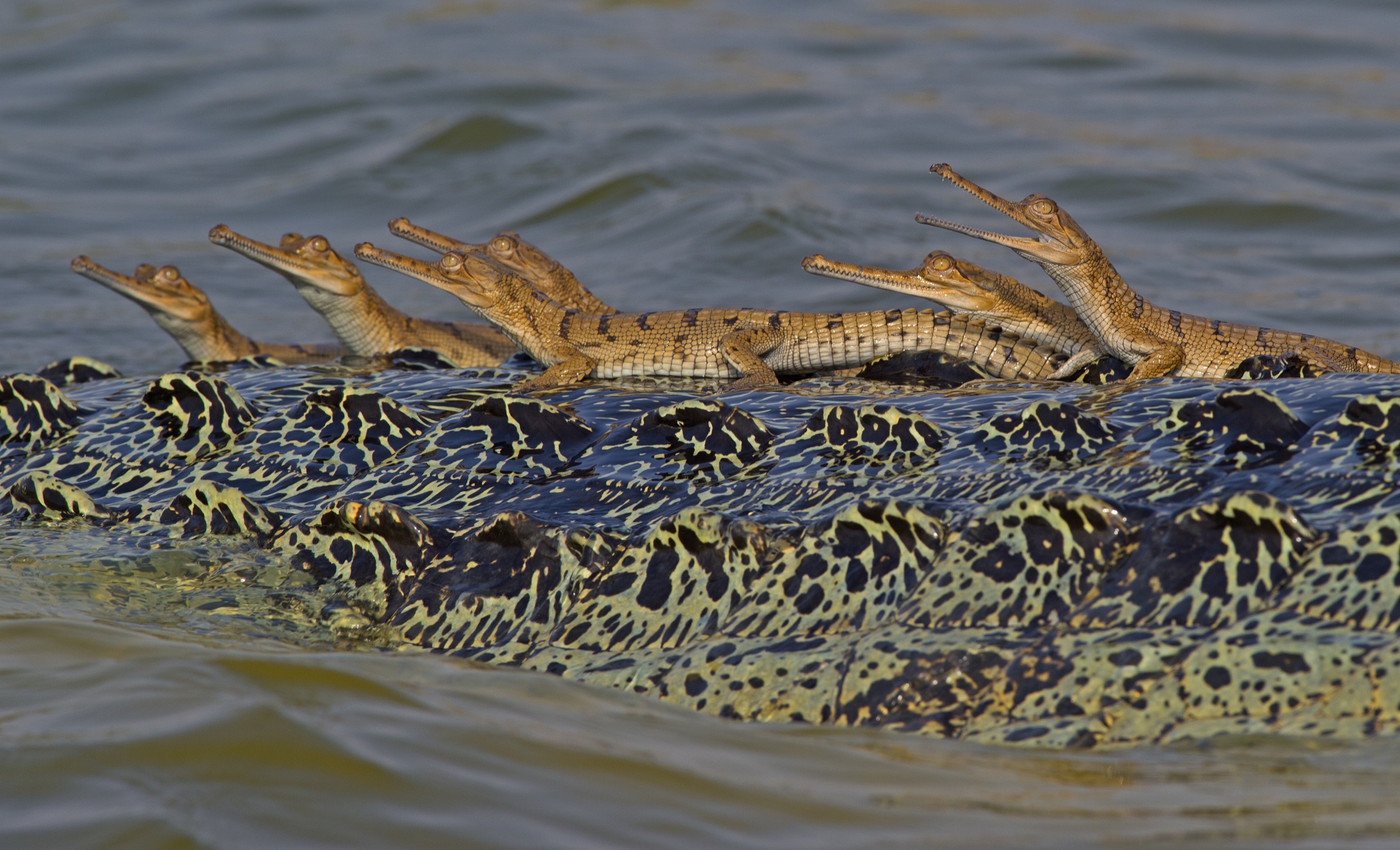 Success Stories: Animals Brought Back from the Brink of Extinction in India – Inspiring Conservation Wins