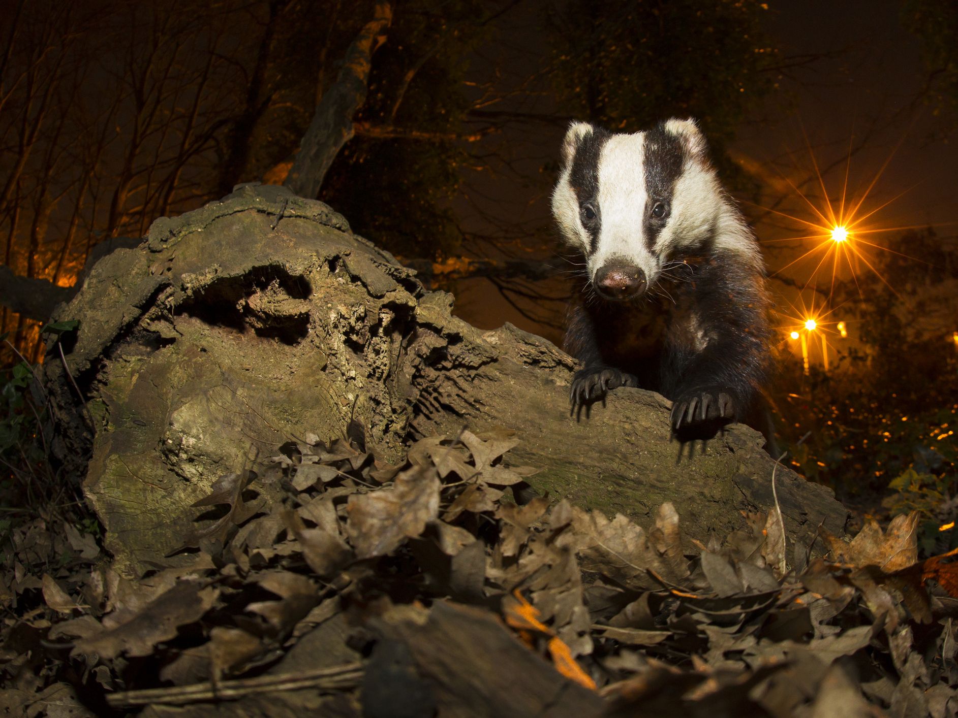 Nightlife: What Wild Animals Do After Dark, A Thrilling Peek into the Hidden World