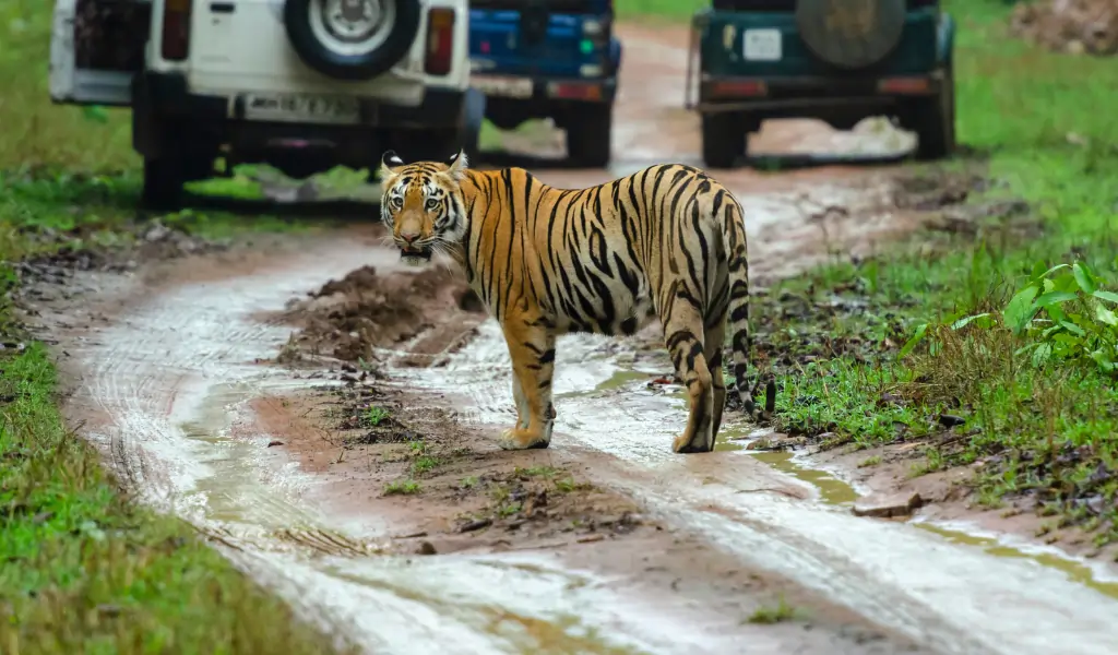 The Rise of Eco-Tourism and Ethical Animal Encounters in 2026 Travel with a Conscience!